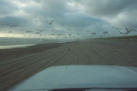 1996 Ford Bronco - The Birds (7/25/2004)