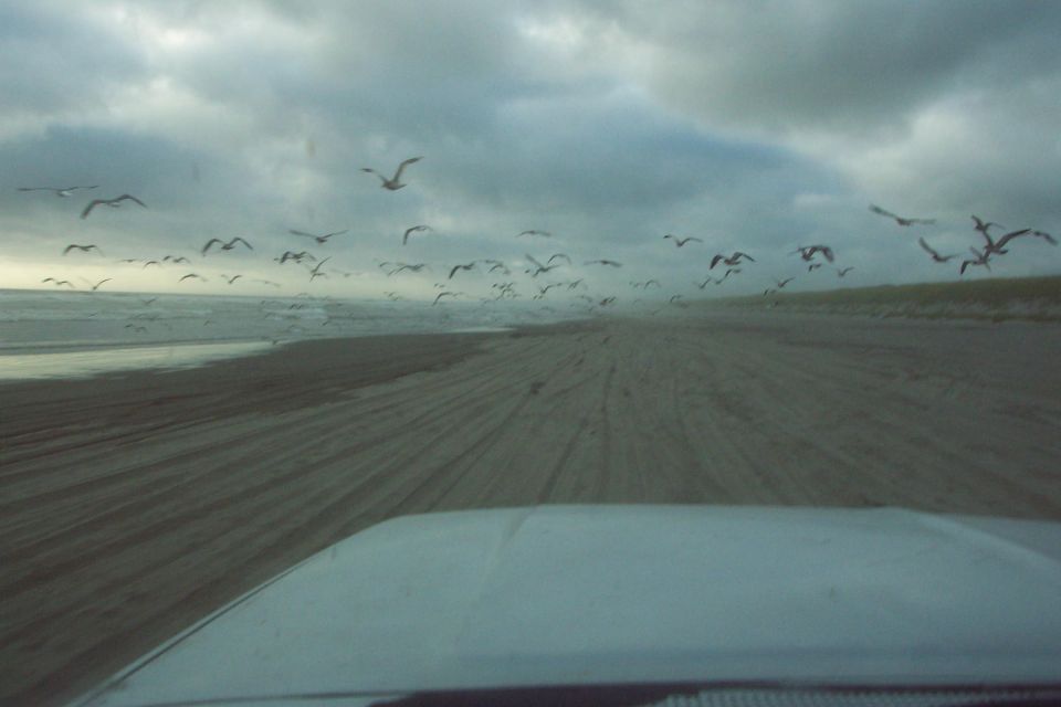 The Birds
(7/25/2004)