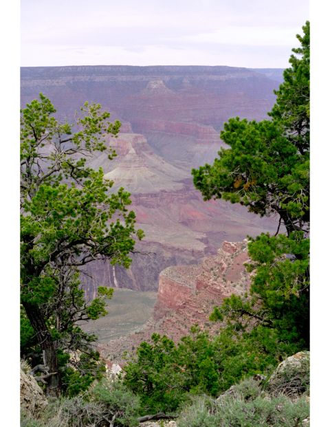1977 Ford F-150 - A scenic view of the Grand Canyon, with lush green trees framing the vast geological formation.