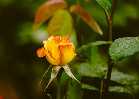 1977 Ford F-150 - A close-up of a rose bud with water droplets on the surrounding leaves, set against a blurred green background.