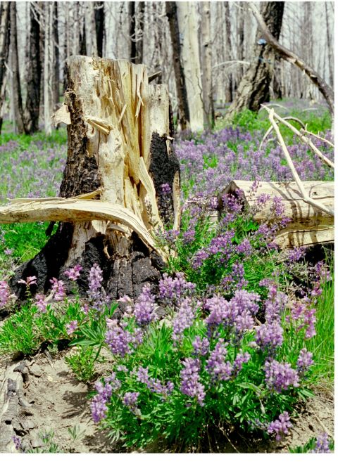 1977 Ford F-150 - Wildflowers bloom around a charred tree stump in a forest recovering from a fire.