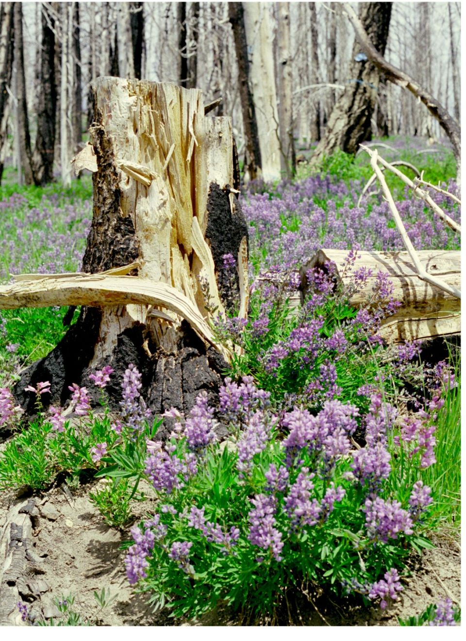 Burnt tree stump surrounded by purple wildflowers in a forest