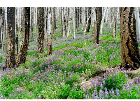 1977 Ford F-150 - Wildflowers bloom on the forest floor amidst burnt trees.