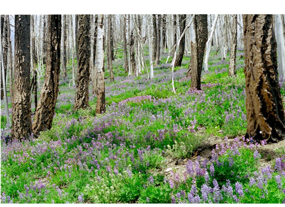 Forest floor covered in green grass and purple wildflowers, with burnt trees in the background