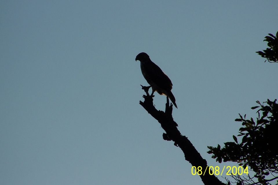 Silhouette of a bird perched on a dead tree branch against a clear blue sky