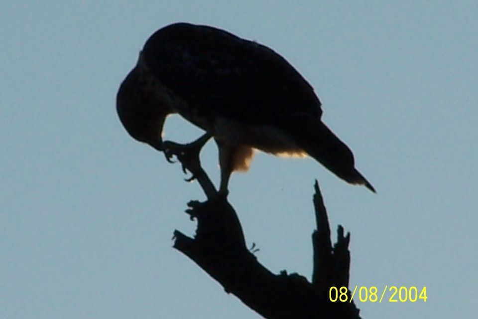 Silhouette of a hawk grooming its talons on a dead tree branch against a pale blue sky. Watermark '08/SUPERMOTORS www.supermotors.net' in lower right