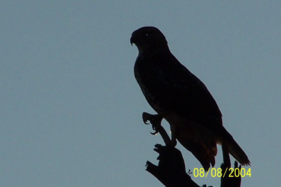 Silhouette of a bird of prey perched on a branch against a pale blue sky