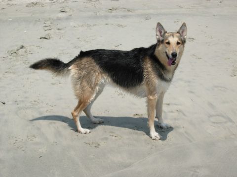 1995 Ford Bronco - A German Shepherd dog stands on a sandy beach, looking towards the camera.
