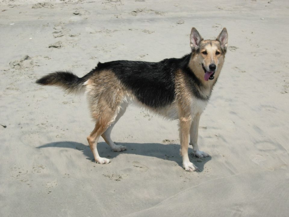 German Shepherd dog standing on a sandy beach with its tongue out