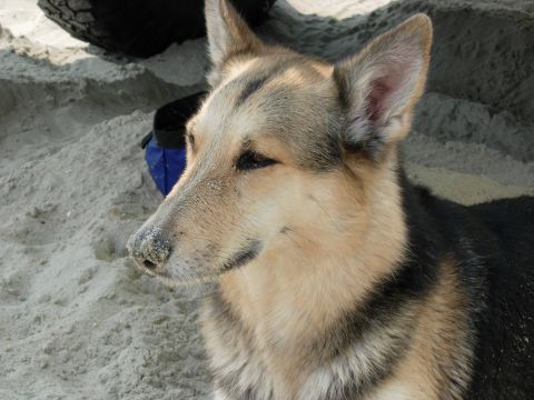 1995 Ford Bronco - A dog rests on the sand, with a tire visible in the background.
