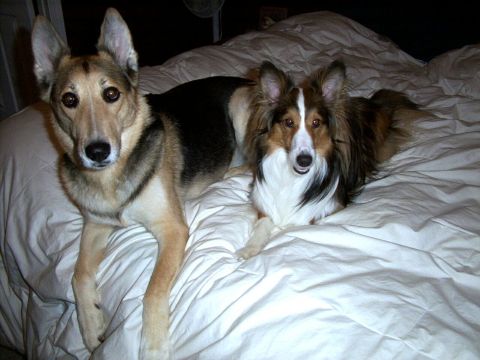 1995 Ford Bronco - Two dogs relax on a bed covered with white sheets. A watermark for Supermotors.net is visible in the lower right corner.