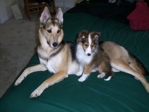 1995 Ford Bronco - Two dogs, an adult and a puppy, rest together on a dark green surface.