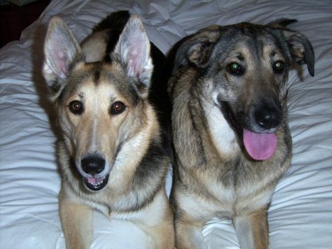 1995 Ford Bronco - Two dogs are lying down on a white surface, one with its tongue out.