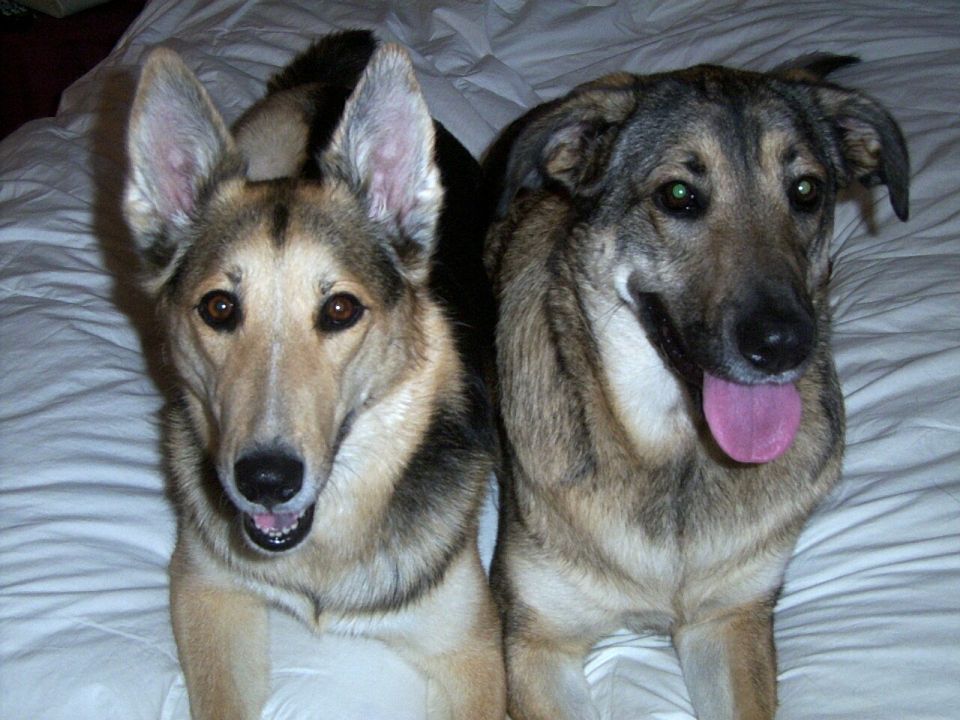 Two dogs on a white surface
