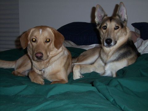 1995 Ford Bronco - Two dogs relax on a bed, with a Supermotors logo visible in the corner.