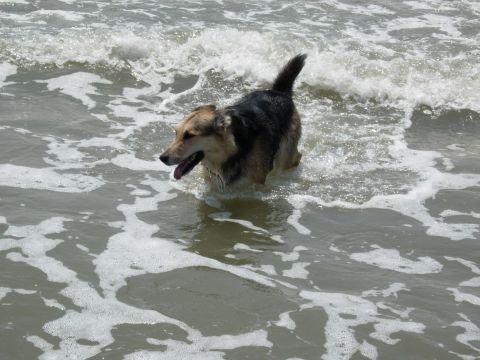 1995 Ford Bronco - A dog enjoys a day at the beach, playing in the surf.