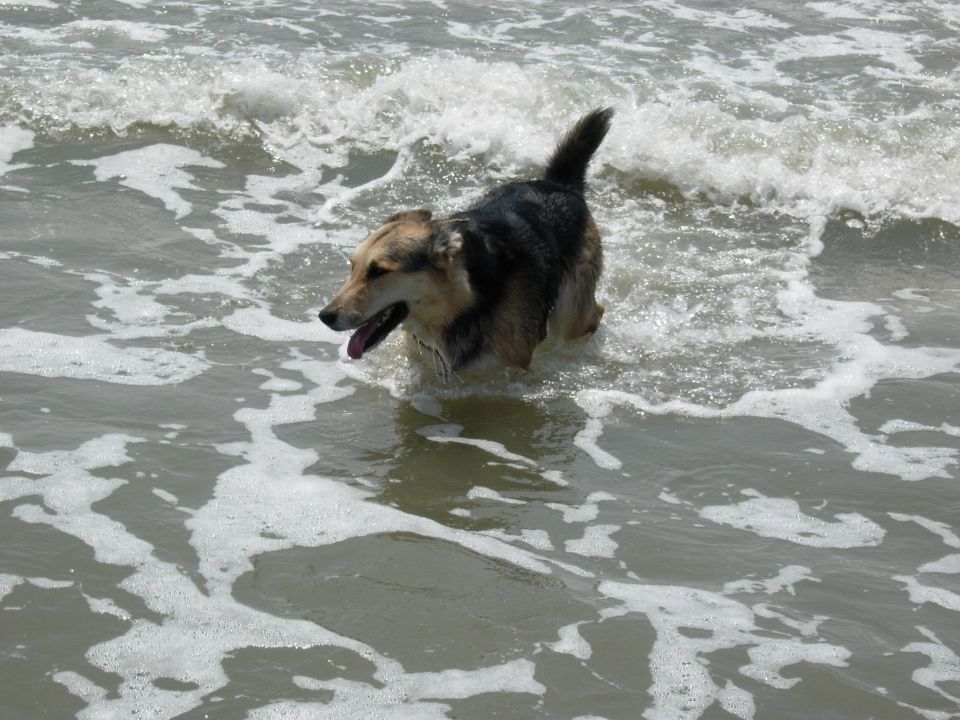 Dog wading in ocean waves with tongue out