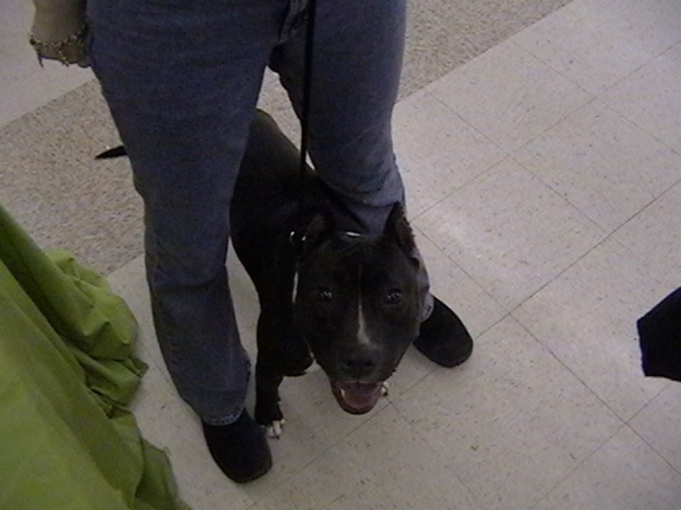 Black dog with white blaze on face stands between a person's legs