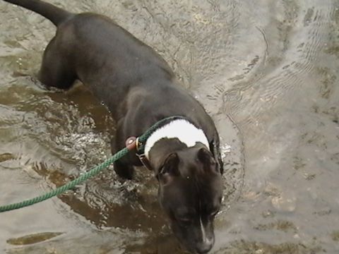 1986 Ford Bronco - Dog in water.
