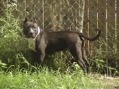 1986 Ford Bronco - A dark-colored pit bull dog stands alert in a grassy yard next to a fence.