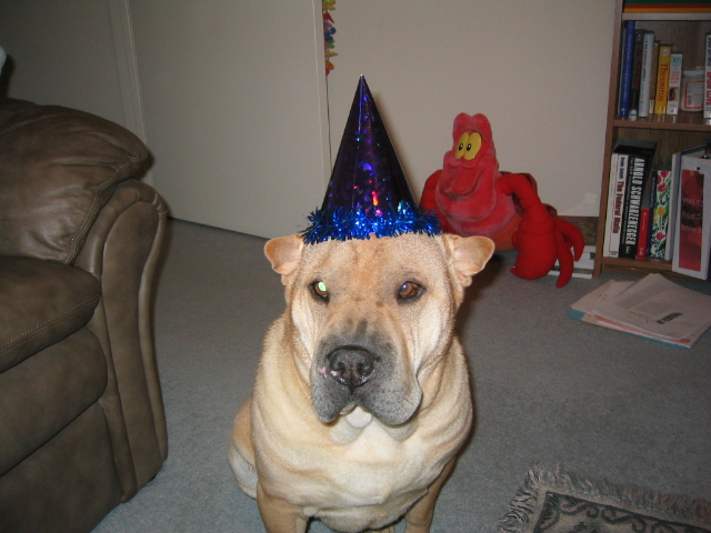 Tan Shar Pei dog wearing a blue party hat in a living room