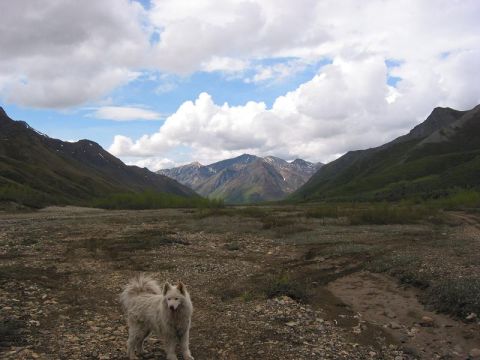 1985 Ford Bronco - A fluffy white dog surveys a vast, rocky valley surrounded by mountains under a dramatic sky.