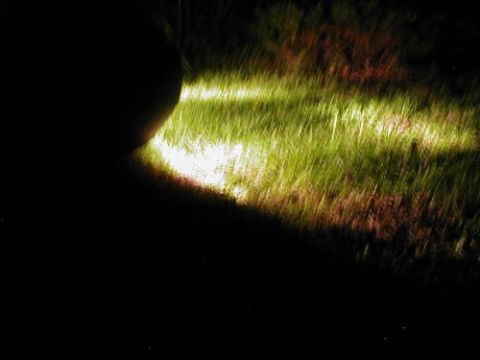 1997 Ford Taurus - A bright headlight beam cuts through the darkness, illuminating tall grass and weeds.