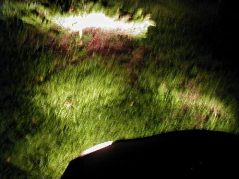 1997 Ford Taurus - Headlights illuminate grass and a dark car hood in this nighttime scene.