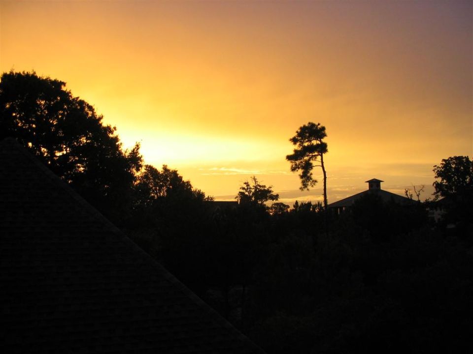 Orange sunset sky silhouetting trees and rooftops