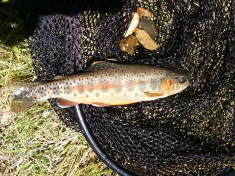 1996 Ford Bronco - Trout caught and placed in a fishing net, with rocks nearby.