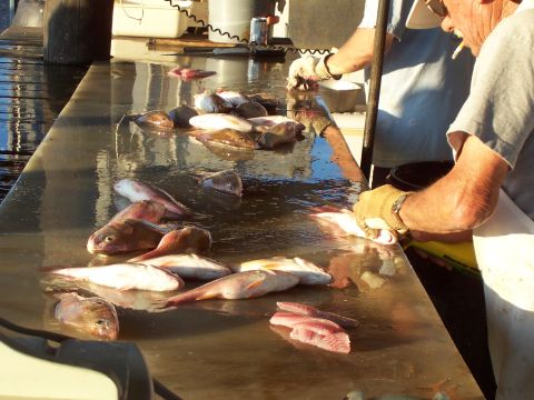 1994 Ford Bronco - People are cleaning a large catch of fish on a table, with a SuperMotors.net logo in the corner.