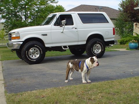 1993 Ford Bronco - A white 1992 Ford Bronco is parked on a driveway with a bulldog standing nearby.
