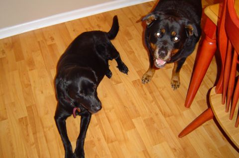 1993 Ford Bronco - Two dogs are on a wooden floor, with a red chair in the background.