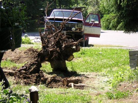 1985 Ford Bronco - A truck is parked near a large tree root that has been dug up from the ground.