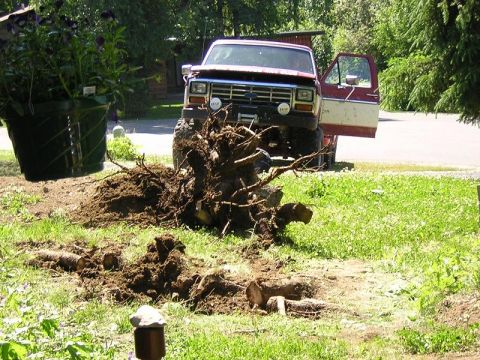 1985 Ford Bronco - A Ford truck is shown with its driver's door open, having just pulled a large tree root from the earth.