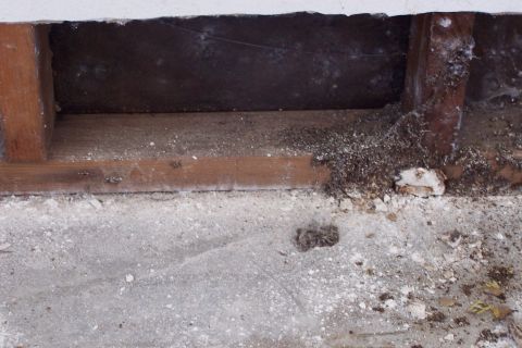 1990 Ford Bronco - Dust, termite poop, insect skeketons