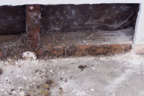 1990 Ford Bronco - Dust, termite poop, insect skeketons