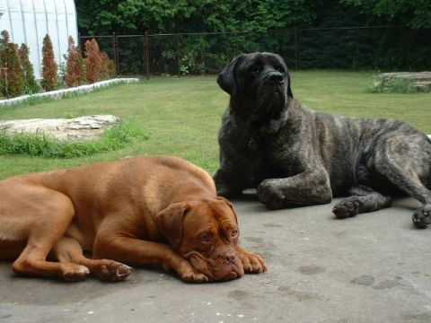 2003 Ford Excursion - Two large dogs relax in a backyard setting, with one dog lying down and the other sitting up.
