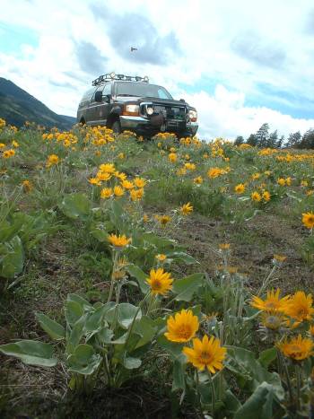 2000 Ford Excursion - Yes it is on a road and not the flowers...shhheeezz!