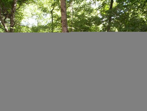 1994 Ford Bronco - A watermark is visible on a photograph of a wooded area.