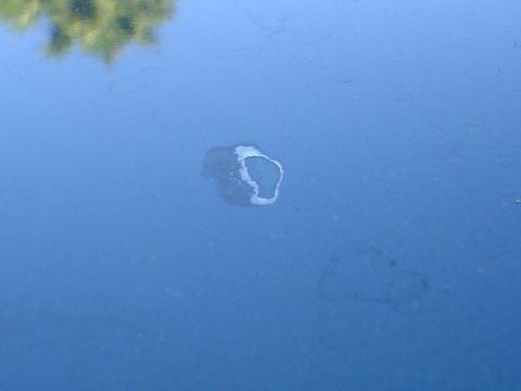 1993 Ford Taurus - A close-up shows damage to the blue paintwork, revealing underlying primer and a reflection of foliage.