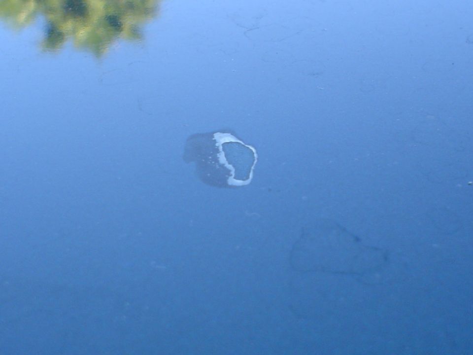 Chip in blue paint with white primer showing through. Reflection of trees in background