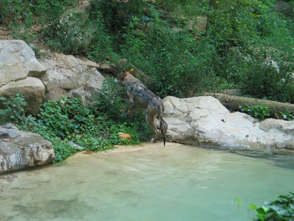 Wet wolf climbing from a green pool onto rocks in a leafy enclosure