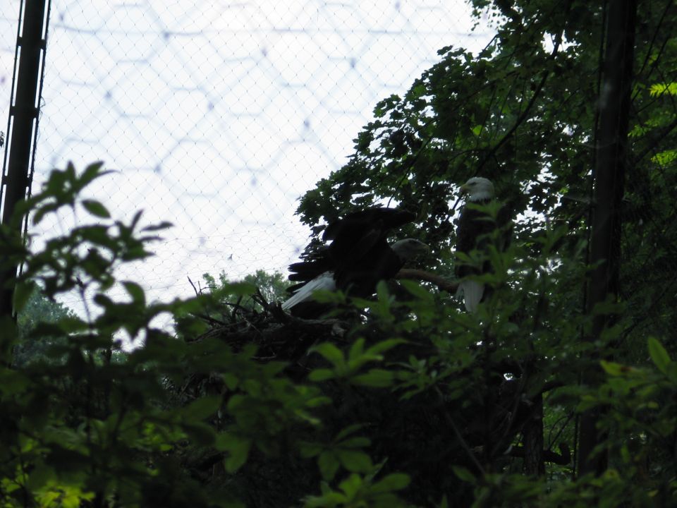Two eagles perched near a nest, with a wire mesh enclosure visible in the background