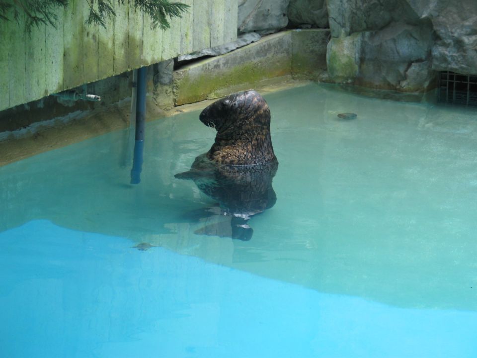 Seal sitting in a pool of blue water, with wooden and rock structures around it
