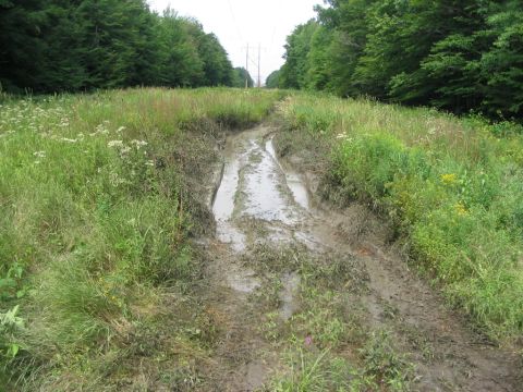 1986 Ford Bronco - A muddy track disappears into a wooded area, with power lines visible in the distance.