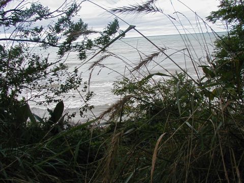1997 Ford Taurus - A view of the ocean is partially obscured by overgrown vegetation and tall grasses on a cloudy day.