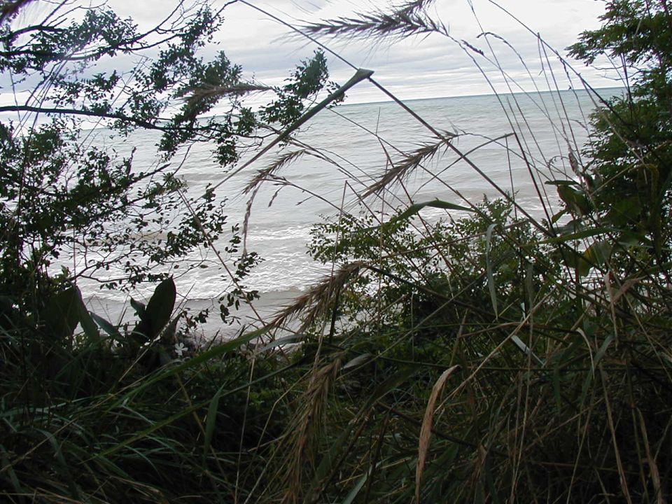 Overcast sky above choppy water, seen through tall grass and leafy branches