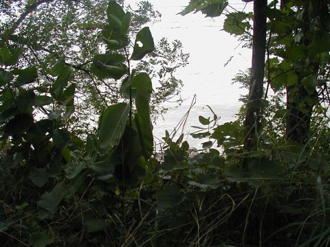 1997 Ford Taurus - A natural scene with lush green plants and trees obscuring a distant body of water.