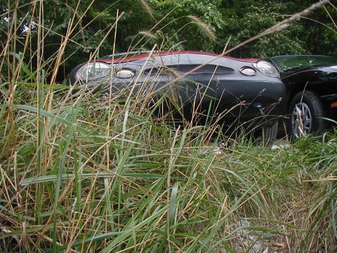 1997 Ford Taurus - Two cars are partially hidden by overgrown grass, with the front of a 1997 Ford Taurus visible.